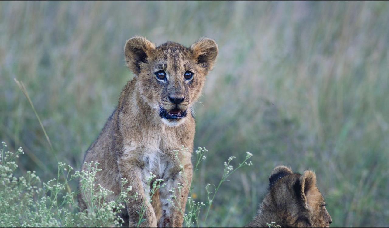 Ololo Safari Lodge Nairobi Zewnętrze zdjęcie