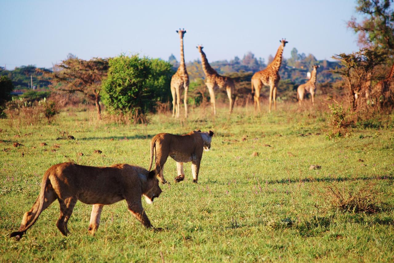 Ololo Safari Lodge Nairobi Zewnętrze zdjęcie